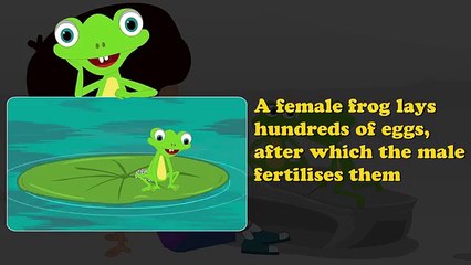 Life Cycle of a Frog