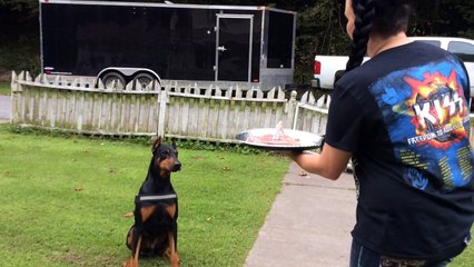 Doberman Pinschers 4th Birthday Party Celebration