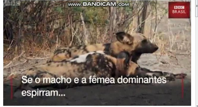 Cientistas desvendam por que cães selvagens na África fazem reuniões com 'espirros