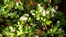 How to get your Jade plant / Money plant to flower (Crassula ovata )