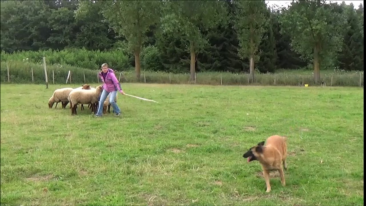 La Ckaliksou. Stage troupeau avec Steve Jaunin, 21 -23/07/2017