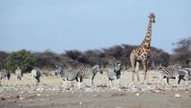 Scientists Suggest Giraffes’ Long Necks May Serve Heat-Regulating Purposes