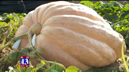 Man Sets Sights on State Record with 1,000 Pound Pumpkin
