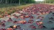 Migracion de Cangrejos Rojos Despues del Huracan Irma