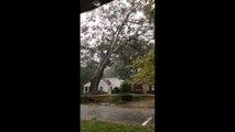 Cet énorme arbre chute et détruit une maison
