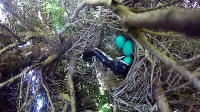 Il pensait filmer la naissance d'oisillons dans un nid mais regardez ce qui va se passer. Fou...