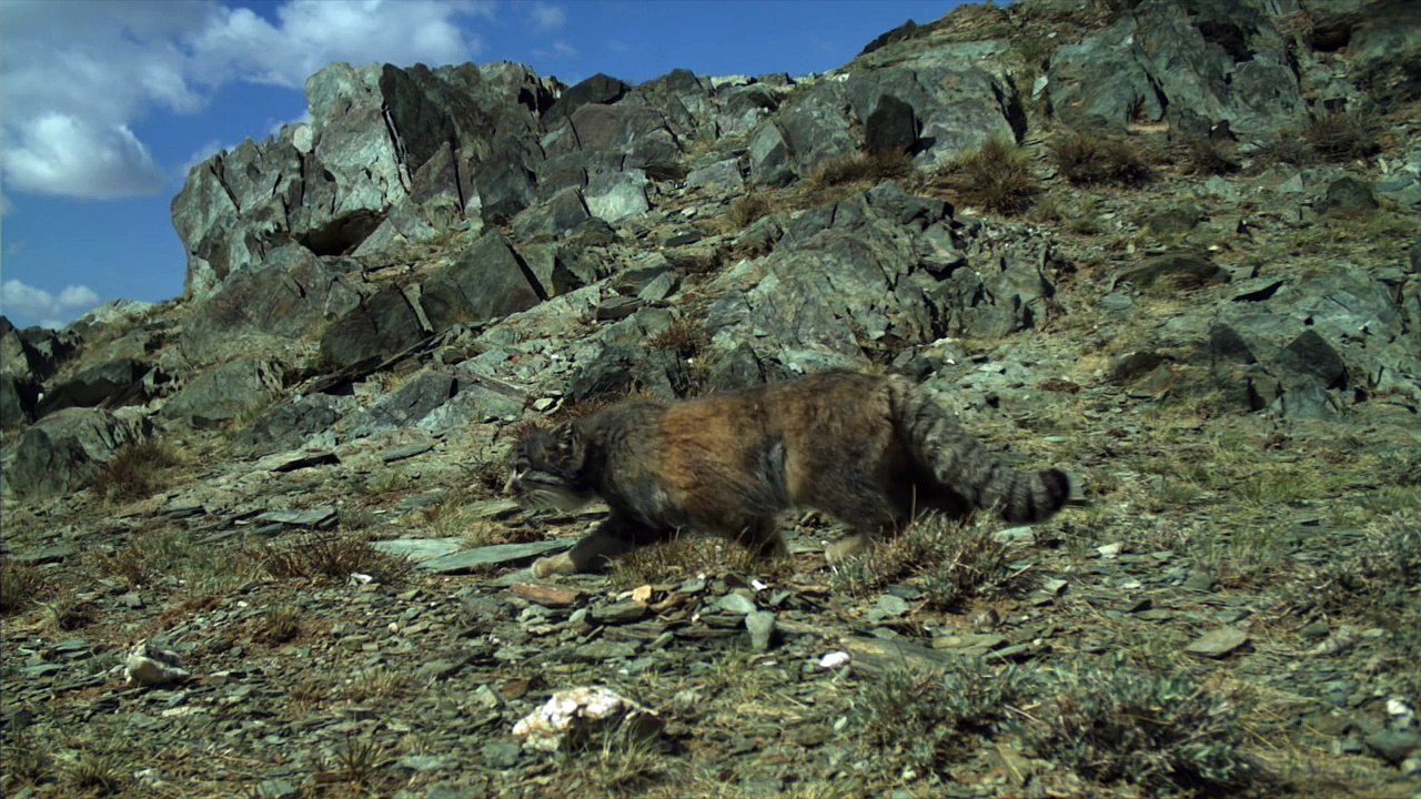 Ils réussissent à filmer le chat le plus rare du monde : chat de Pallas