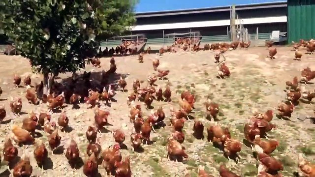 Chaque matin ces milliers de poules font la même chose... Course pour aller à la piscine
