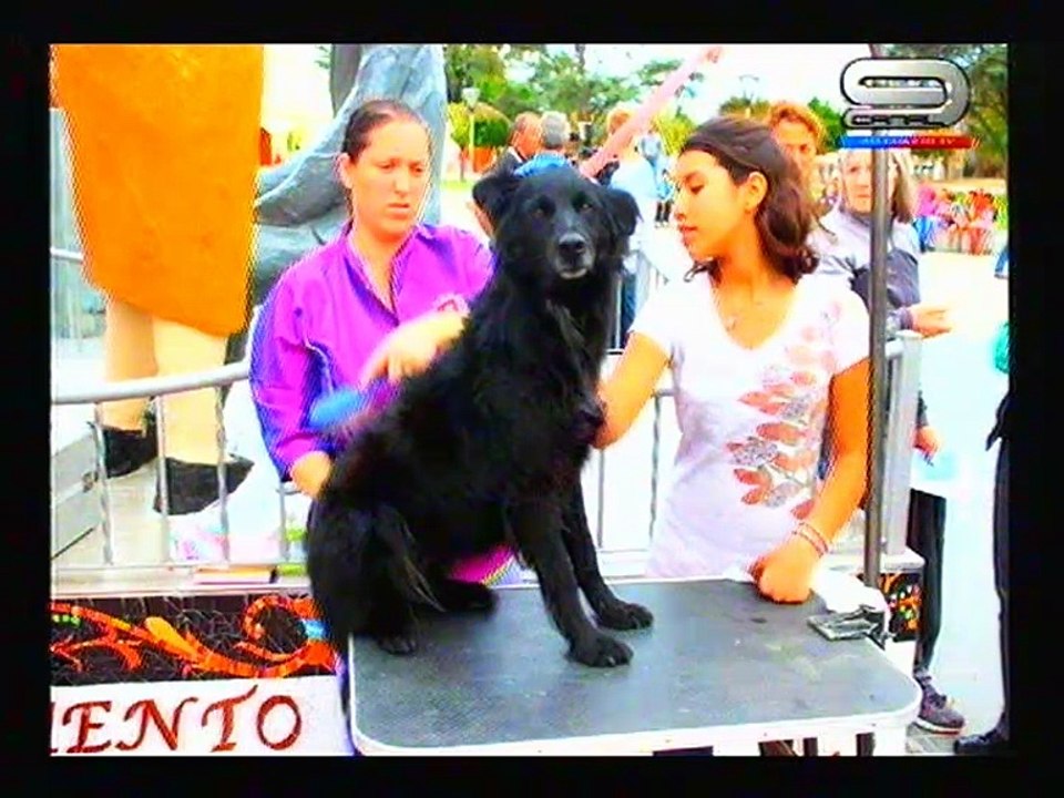 Animate programa 427