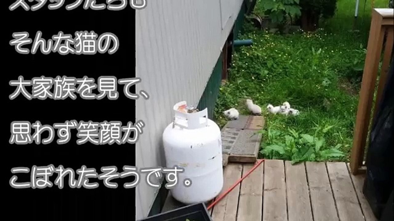 ある日、保護された猫の大家族。DNA検査の結果、驚くべき事実が発覚する！！【驚愕する話】