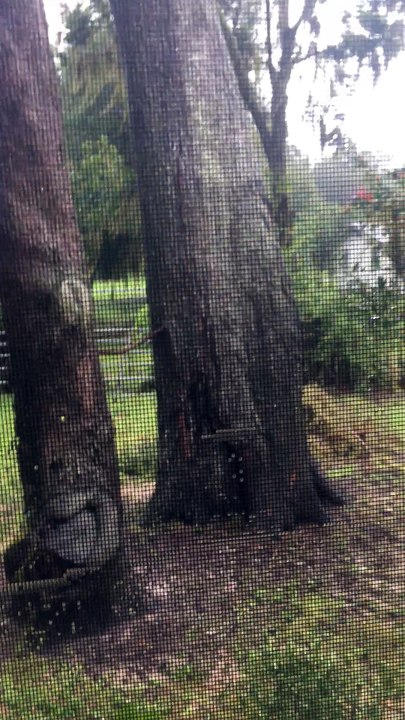 Cracking Tree
