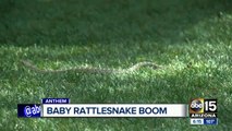 It's baby snake season, and it's happening right in your backyard