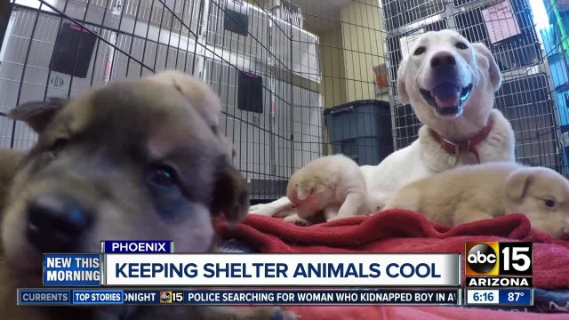 Arizona Animal Welfare League gets big gift to keep shelter animals cool