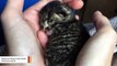 Dog 'Adopts' Abandoned Five-Week-Old Kitten