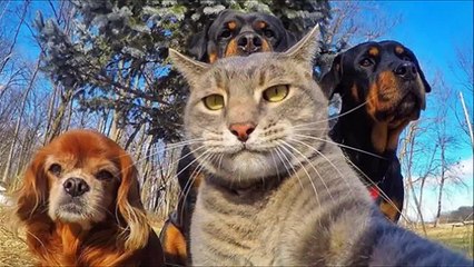 【癒されて笑える!!】おもしろ可愛い動物ツイートまとめ　癒しの�