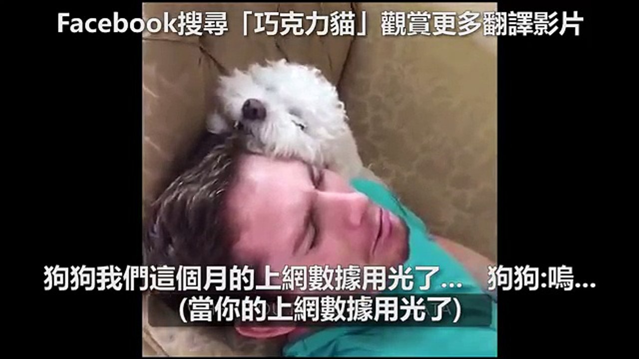 超有事主人與狗狗經常嗨翻天 這是他們的各種爆笑生活日常XD (中字)
