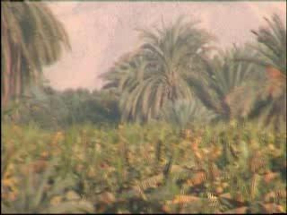 The riverbank of the nile in egypt