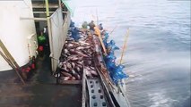 Thắng đậm mẻ cá lớn khi đi câu cá ngừ đại dương , thả cần câu xuống và móc cá lên