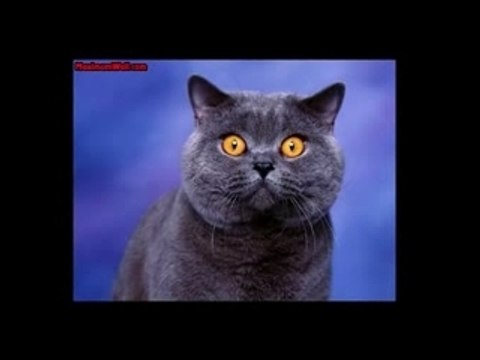 diaporama chats et chatons