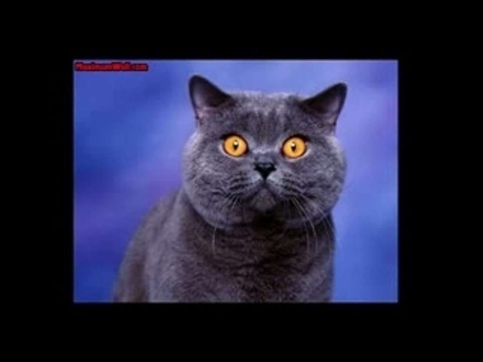 diaporama chats et chatons