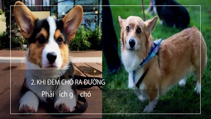 Những điều cần chú ý để bảo đảm an toàn cho cún yêu