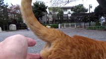 【実験】野良猫のωを優しくモフってみた Stroking the nuts of the stray cat