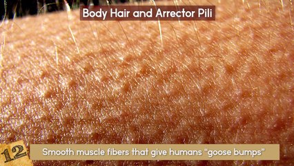 10 Useless Body Parts You Have For No Reason! by Merlin Turner