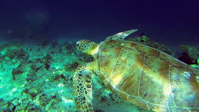 NEW Artificial Womb Developed ▶5 Mind Blowing Innovations 5 by Merlin Turner