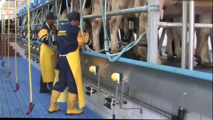 Intelligent Technology Smart Farming Automatic Cow Milking Machine, Feeding, Cleaning, Was