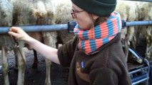Intelligent Technology Smart Farming Automatic Goat Sheep Cow Milking Machine, Feeding, Cl