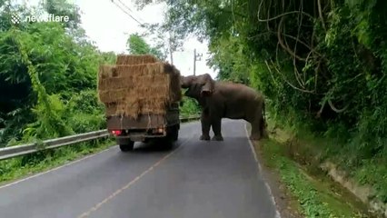 Elephant Halts Truck To Steal Bale Of Hay To Eat