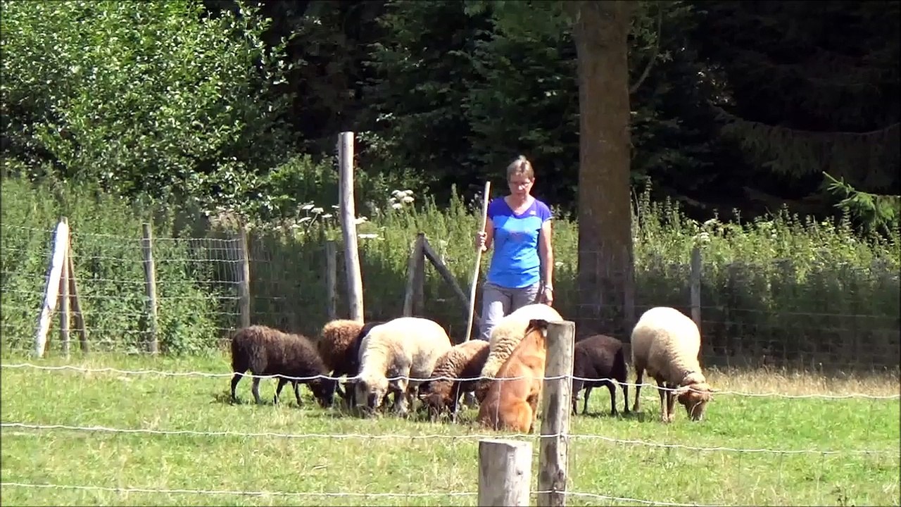 La Ckailiksou Stage troupeau avec Steve Jaunin