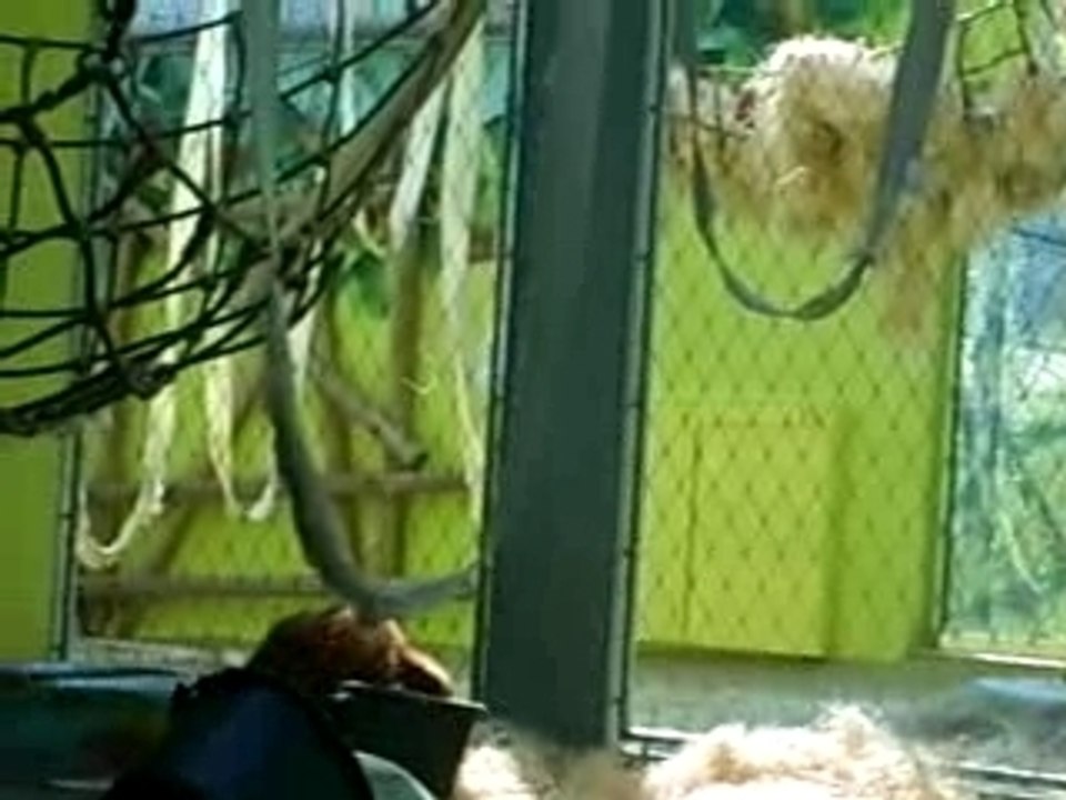 Maimuni.video