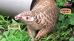 Pangolin Conservation Projects at Taipei Zoo–new World Pangolins Day (English Version)
