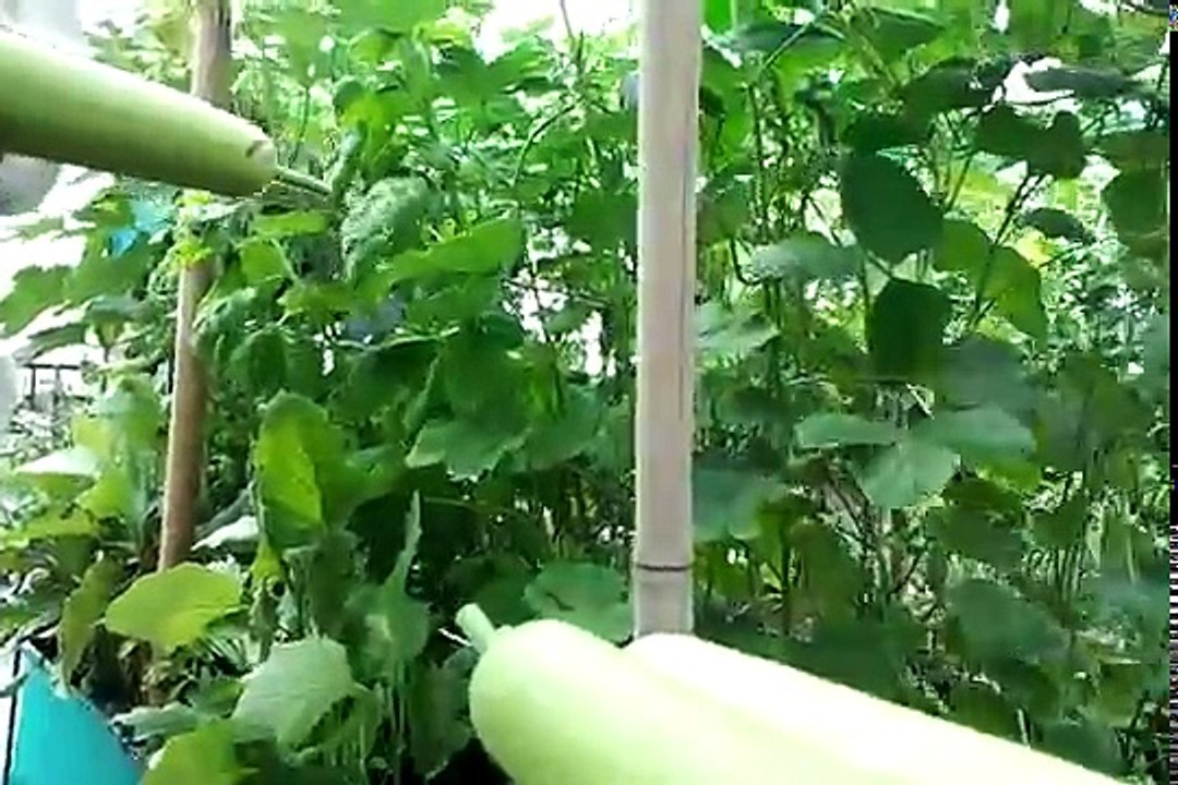 Rooftop Organic Farming