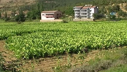 Adıyaman'da Tütün Hasadı Başladı
