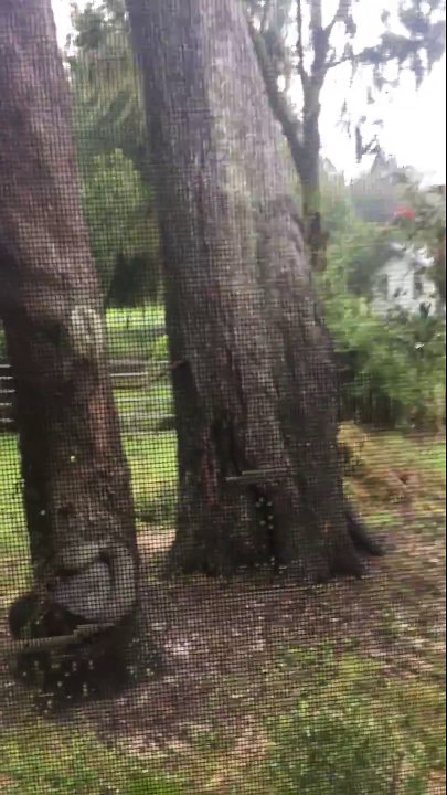 Le bruit assourdissant d'un arbre qui se brise et chute. Impressionnant