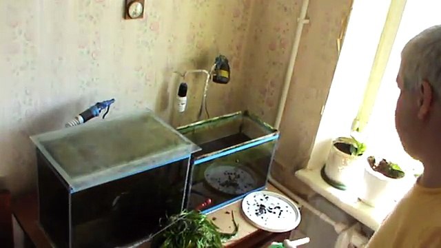 Мужик чистит стеклоочистителем стёкла аквариума — Геннадий Горин