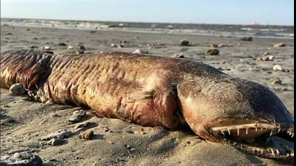 Scary sea creature washes up on a Texas beach after Harvey