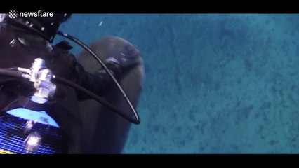 Stunning footage of tiger sharks off the east coast of South Africa