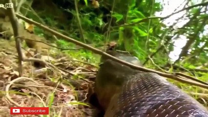 Biggest Snake in The World Giant Anaconda Largest Python Snake Ever Found