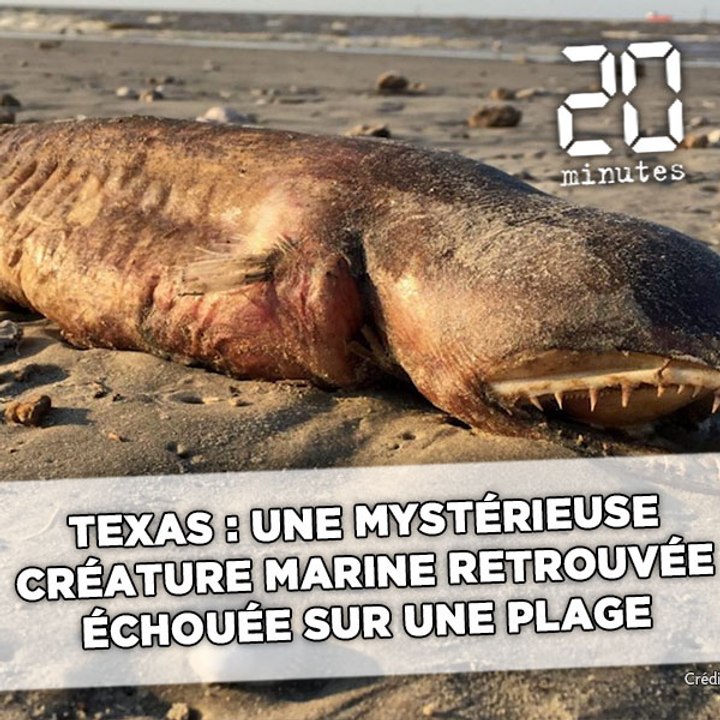 Texas: Une mystérieuse créature marine retrouvée échouée sur une plage après l’ouragan Harvey