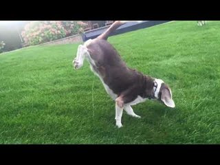 Augie the Beagle Handstands While Peeing