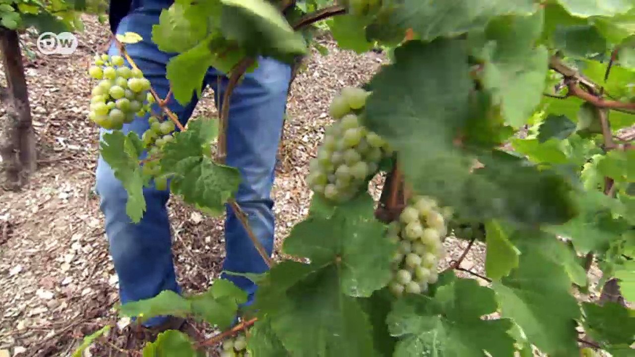 Spitzen-Weine aus der Moselregion | DW Deutsch