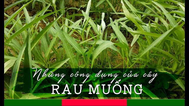 RAU MUỐNG: Chỉ luộc thôi cũng đã là THUỐC QUÝ | Cây Thuốc Quý