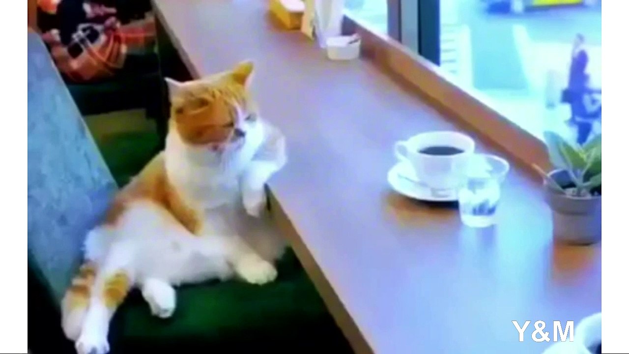 # The cat in caffe # 2017 Funny