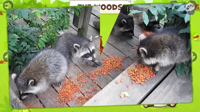 Learn names and sounds forest animals | Cartoon and real forest animals for kids
