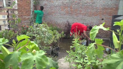 هذا الصباح- مبادرة للزراعة فوق الأسطح بنيبال