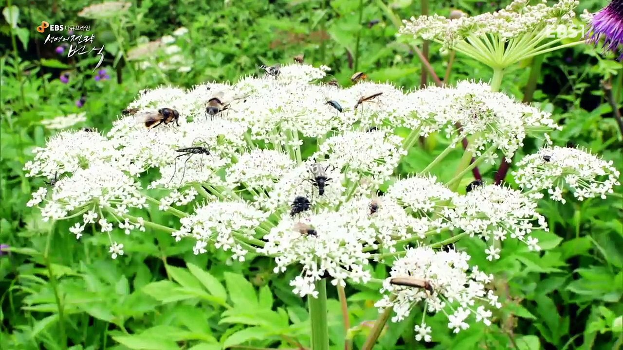 EBS 다큐프라임 - Docuprime_'생명의 전략 번식' 1부- 끝없는 선택_#002