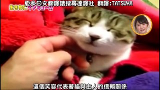 向動物說3Q 胖胖貓的各種生活煩惱 中文字幕 HD